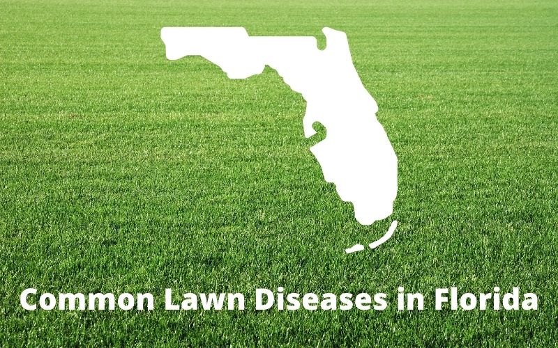 Enfermedades comunes del césped en Florida