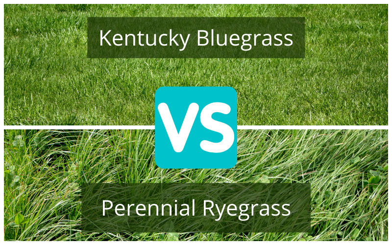Ryegrass perenne vs Kentucky Bluegrass