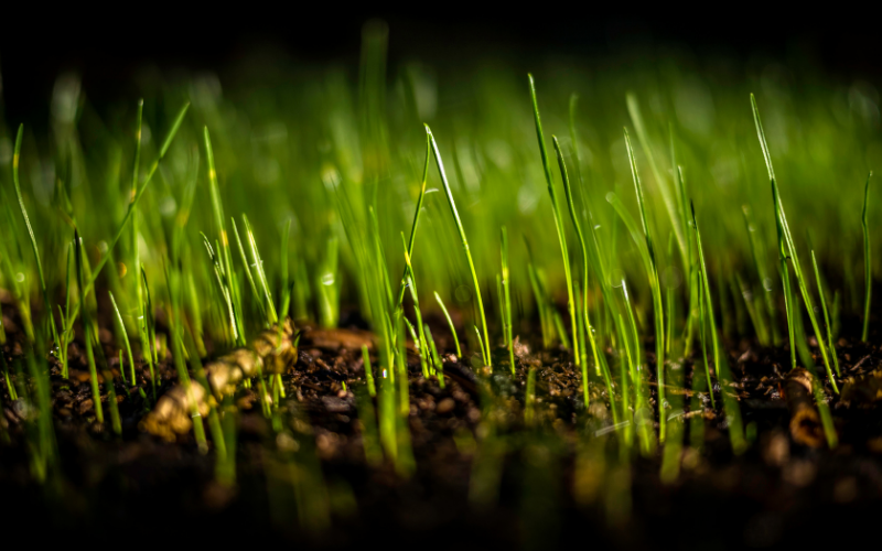 Qué determina qué tan rápido crece la hierba