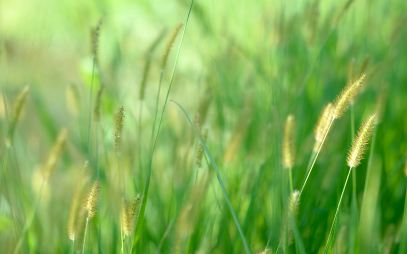Malas hierbas del césped que parecen trigo