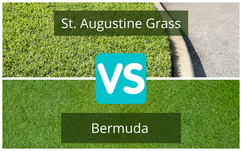 Bermuda Grass contra San Agustín