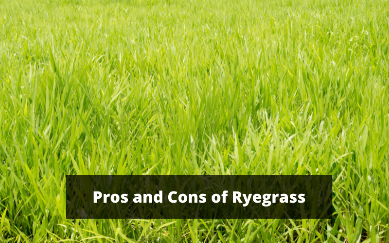 Pros y contras de Ryegrass
