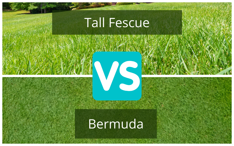 Festuca alta vs. Bermuda Grass